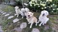 Annienka u nás na prázdninách s Carry,Goldie, Izzy a Amálkou