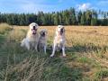 Chaseynek s kamarády labradorami - Julinkou a Peršou
