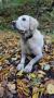 Holly