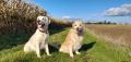 Izzy a Daisy 9/22
