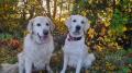 Daisy a Izzy 10/22