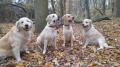Daisy, Izzy, Chilli a Dori