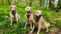 Blondie s Izzy a Goldie 5/23