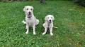 Izzy a Leo 8/24