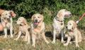 Adélka, Larry, Goldie, Izza, Leo