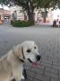 Leo - socializace na vlakovém nádraží