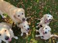partička - Izzy, Goldie, Lorraine, Anička a Lexie