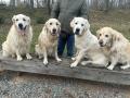 pardubická procházka - Chaseynek, Izzy, Jurášek, Goldie