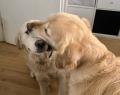 Goldie zdraví vnučku Lorrenku
