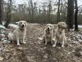 Blondienka s mámou Goldie a ml.sestrou Izzy