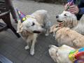 Happy, Izzy,Goldie, Lorri - narozeninová párty