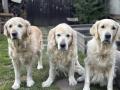 Golďa, Dori a Goldie 3/25