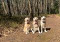 třígenerační foto - Goldie, Izzy, Lexie 3/25