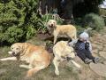 třígenerační zlatá smečka s psovodem - Goldie, Izzy a fialka