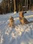 sněhová nadílka ve Dvoře K. - Larry a Áďa