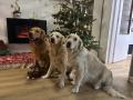 na vánoční návštěvu přijel Kenník - Izzy prvorozený potomek