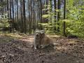  tulidla Izzynka s maminkou Goldienkou